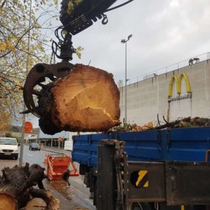 Arbol talaketa Lasarten.