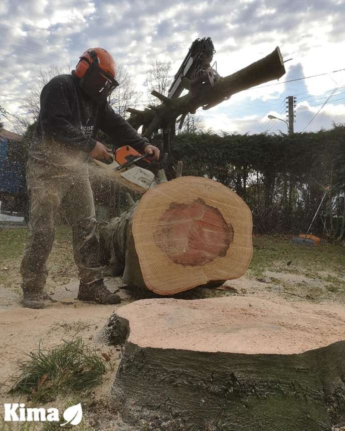Abattage d'arbre a Hendaye