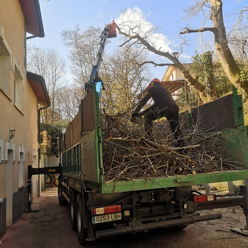 poda y tala de arboles