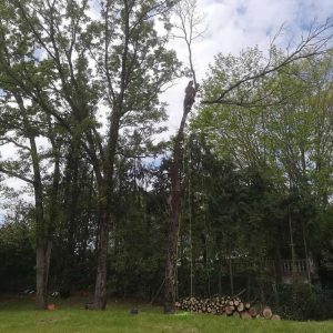 poda y eliminacion de arboles en mal estado