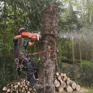 Tala de arboles secos en Donostia
