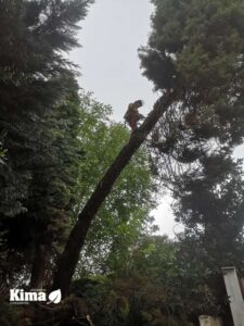 HENDAYE ABBATAGE D´ARBRES