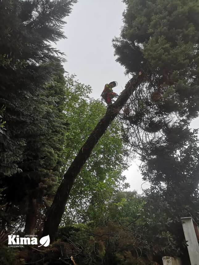 HENDAYE ABBATAGE D´ARBRES