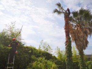 poda y tala de palmeras