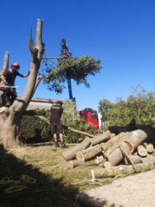 poda y tala de arboles