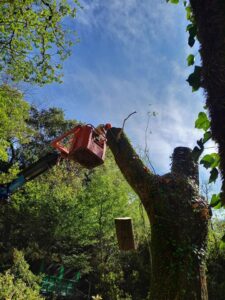 tala de roble en Oiartzun