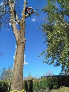 Poda en altura en Gipuzkoa