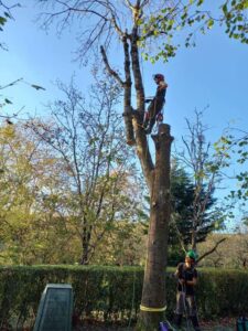 Poda en altura y tala de arboles de dificil acceso