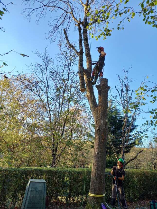 Poda en altura y tala de arboles de dificil acceso