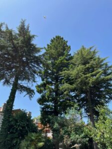 poda de sequoias en Hondarribia