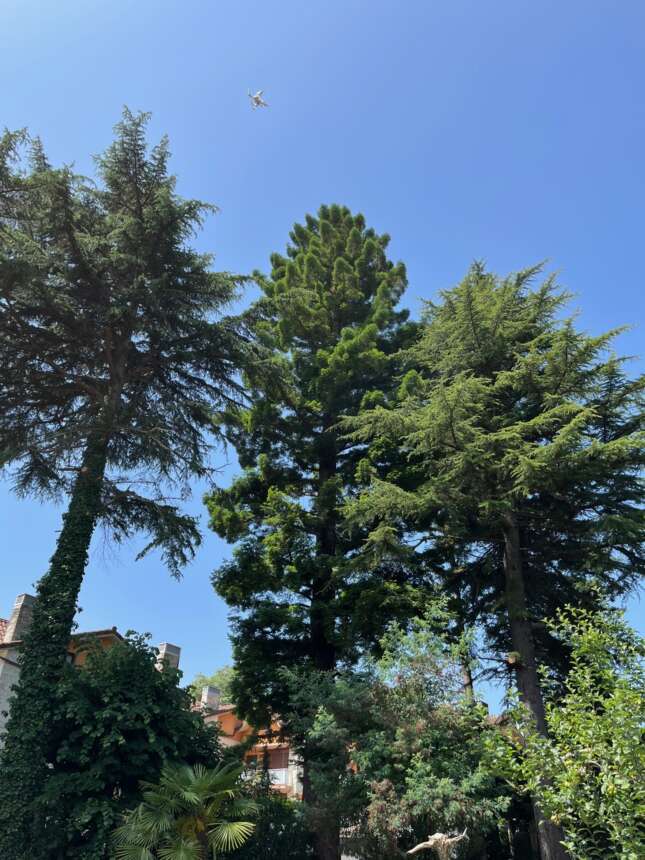 poda de sequoias en Hondarribia